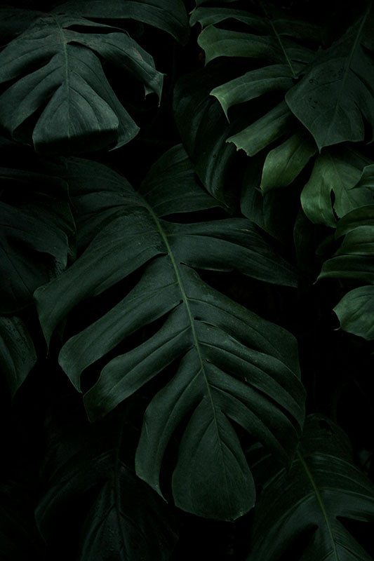 Alocasia